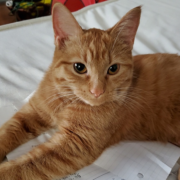 Meet your Posher, Emili - Picture 1 of 1